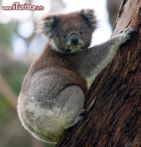 Immagine Un Koala su di un albero in Australia -  Foto di Giulio Badini