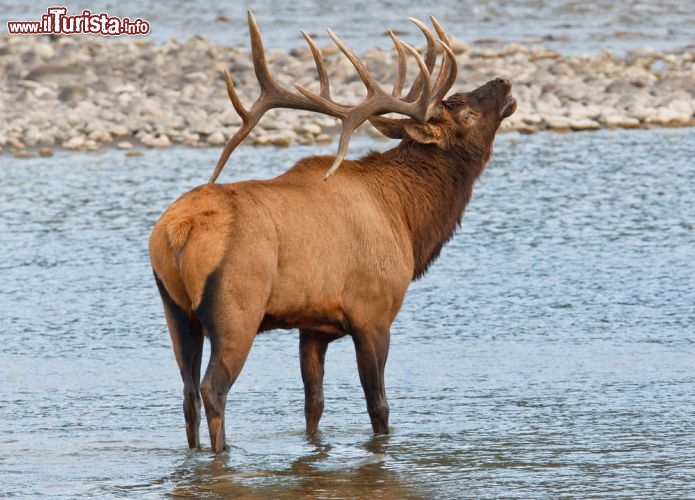 Immagine Il cervo canadese Wapiti vive nel Jasper National Park di Alberta (Canada) insieme a orsi, caribù, lupi, aquile e tanti altri animali selvatici che è possibile ammirare in un habitat incontaminato  - © Rafa Irusta / Shutterstock.com