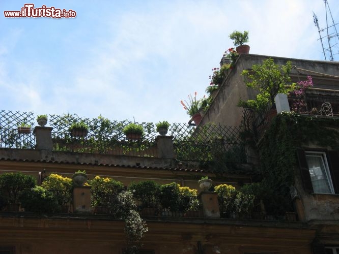 Immagine A passeggio per Roma alzate lo sguardo di tanto in tanto: in cima ai palazzi vedrete spesso giardini pensili pieni di fiori, piante rampicanti o veri e propri orti, realizzati sugli attici dove si può godere del sole.