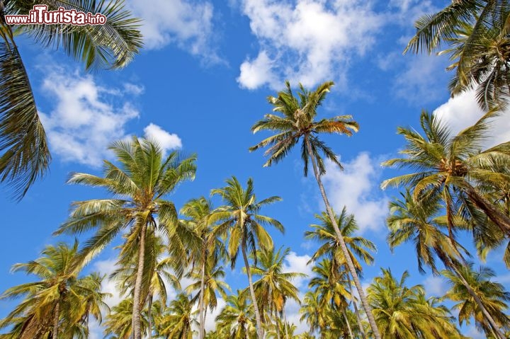 Immagine Un gruppo di palme isola di Mafia Tanzania - © Kjersti Joergensen / Shutterstock.com