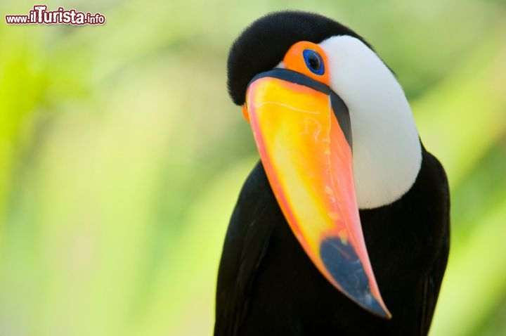 Immagine Un tucano tipico avvistamento nella foresta che circonda le cascate di Iguassù in Brasile - © Eduardo Rivero / Shutterstock.com