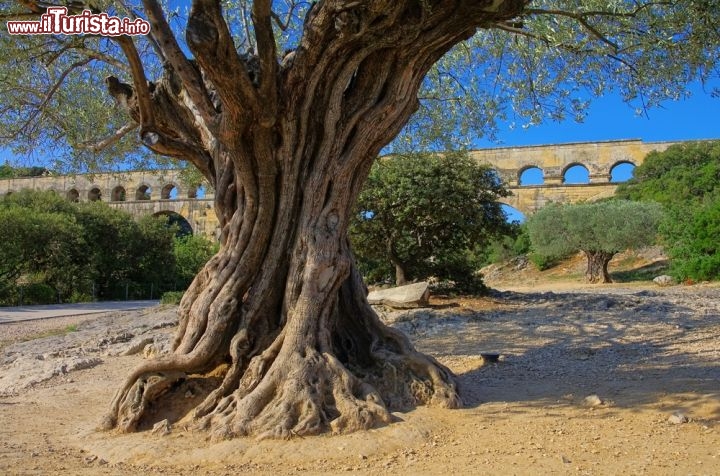 Immagine Un vecchio olivo prova a rivaleggiare in età con l'antico ponte romano dell'acquedotto di Pont du Gard in  Francia, che si trova vicino alla località di Vers - © LianeM / Shutterstock.com
