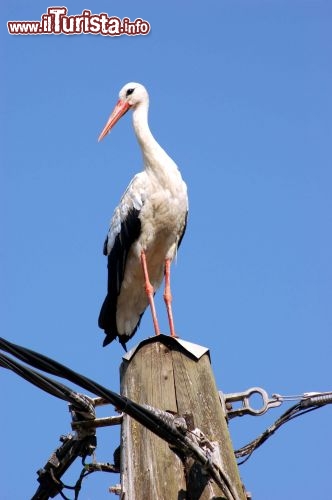 Immagine Una cicogna slovena a Radenci: questa specie migratrice compie annualmente trasferimenti  anche di 12 mila km dai luoghi caldi a quelli freddi del nord - Foto di Giulio Badini