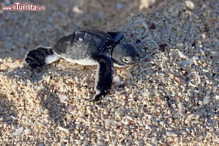 Immagine Una tartaruga verde appena nata cerca di raggiungere il mare di Mafia - © Kjersti Joergensen / Shutterstock.com