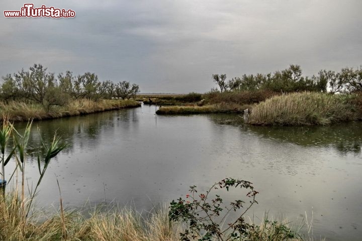 Immagine Valle Ghebo Vacche, nella Laguna di Grado 2