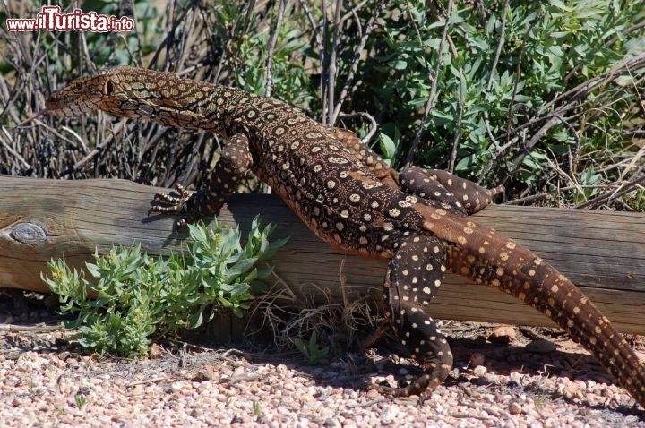 Immagine Varano Cape Range National Park Western Australia