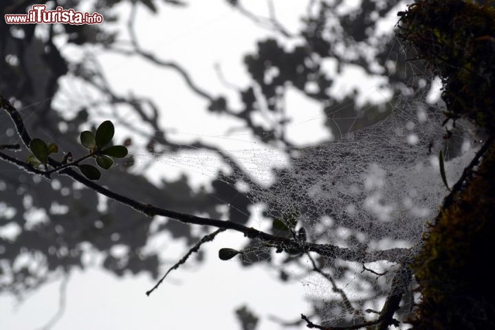 Immagine Vegetazione della Mossy Forest: le nuvole basse che ricoprono le Cameron Highlands rimangono "intrappolate" nella vegetazione, dando vita ad un habitat particolare, molto umido, dove vivono numerose specie di piante ed animali.