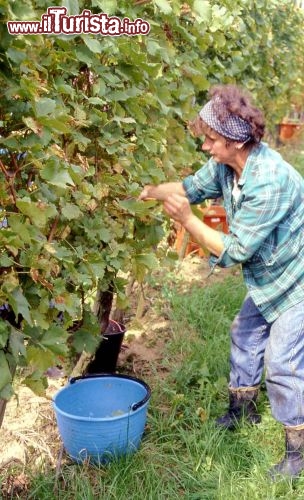 Immagine Vendemmia in Slovenia a Radenci. In questo paese si può osservare la crescita dei grappoli della vite più antica al mondo - Foto di Giulio Badini