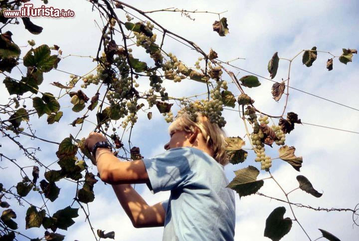 Immagine Un ragazzo vendemmia nei pressi delle Terme di Radenci, Slovenia - Foto di Giulio Badini