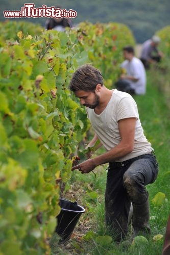 Immagine Vendemmia nella Valle della Loira - © foto di T. Martrou CRT Centre Val de Loire