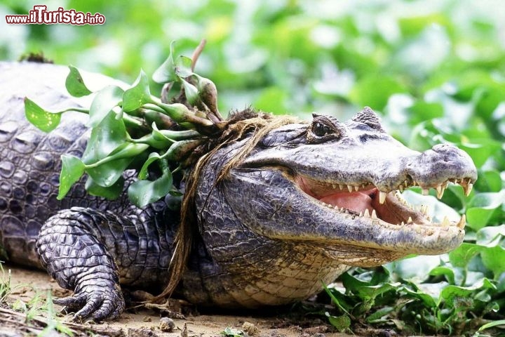 Immagine Venezuela Llanos caimano nella palude - Foto di Giulio Badini