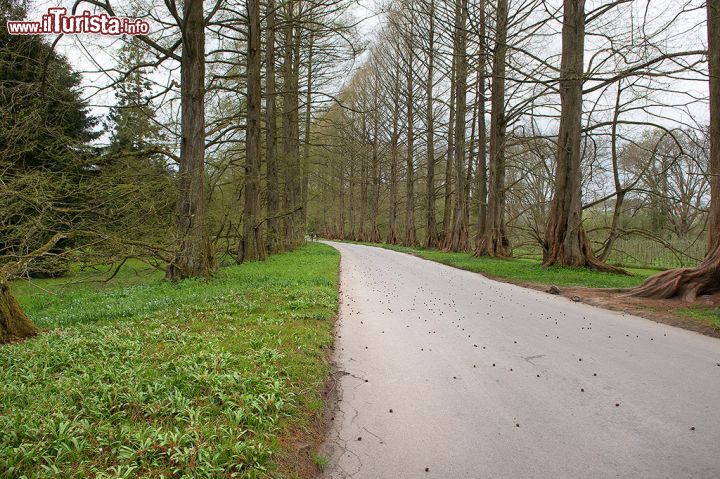 Immagine Viale con sequoie nel giardino dell'isola di Mainau, Germania.