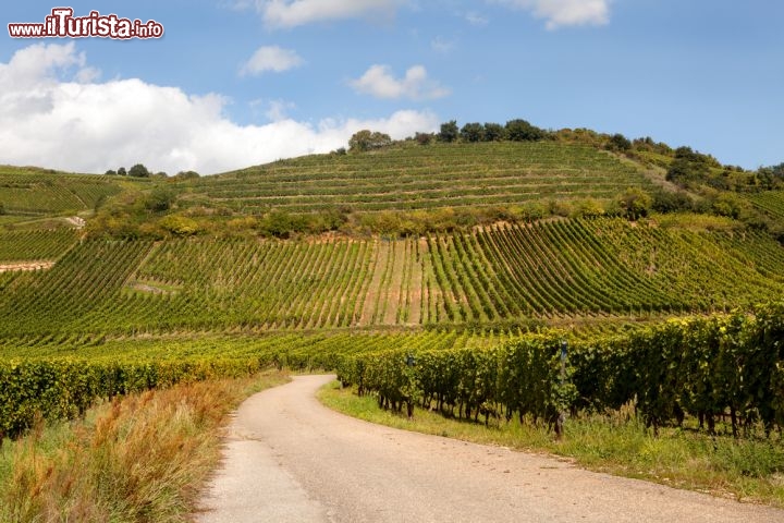 Immagine Vigneti d'Alsazia nei dintorni di Riquewihr, Francia - Dal riesling, famoso per essere uno dei migliori bianchi al mondo, allo speziato gewurztraminer, un tour in Alsazia non può concludersi degnamente senza averne scoperto i bellissimi paesi viticoli che offrono alcuni dei più apprezzati vini in commercio. La famosa Strada dei Vini dell'Alsazia, da nord a sud, accompagna alla scoperta di questo angolo di Francia grazie ai suoi vigneti, le sue cantine e i ristoranti tipici in cui assaporare le prelibatezze dalla gastronomia alsaziana © Anneka / Shutterstock.com