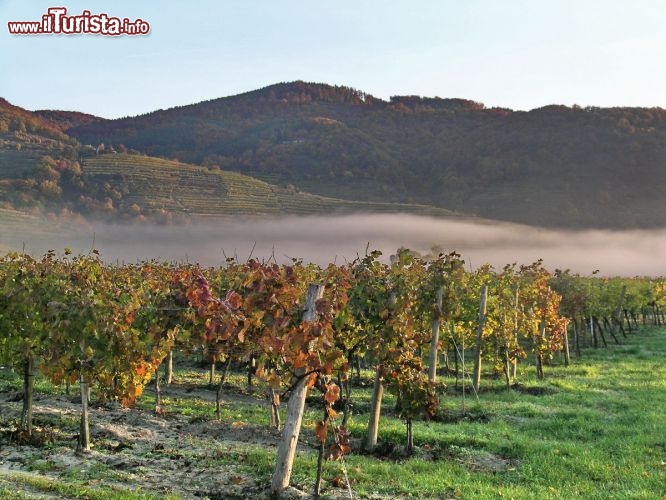 Immagine Vigneti Bassa Austria nei pressi di Melk