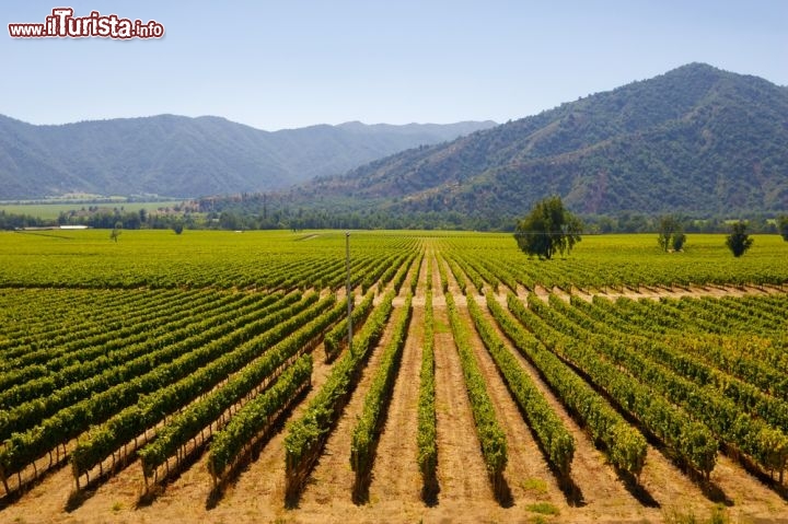 Immagine Vigneti in Cile lungo la strada che collega la capitale Santiago e la località costiera di Vina del Mar - © imigra / Shutterstock.com