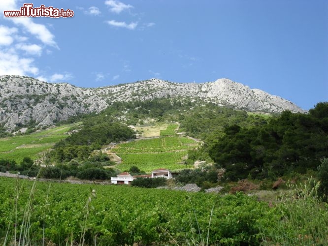 Immagine Vigneti a Hvar (Lesina) detta l'isola lunga, dato che si estende a sud di brac per quasi 70 km in direzione di Drvenik, sulla costa della Dalmazia. Il clima di Lesina, piovoso in inverno ed asciutto in estate, consente sia la viticultura che la coltivazione delle olive - © InavanHateren / Shutterstock.com