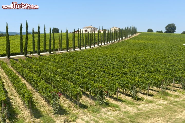 Immagine Vigneti nei dintorni di Assisi. Un suggestivo panorama sulle coltiviazioni di vite che anche in Umbria rappresentano un'importante produzione di rossi, rosati e bianchi - © Claudio Giovanni Colombo / Shutterstock.com