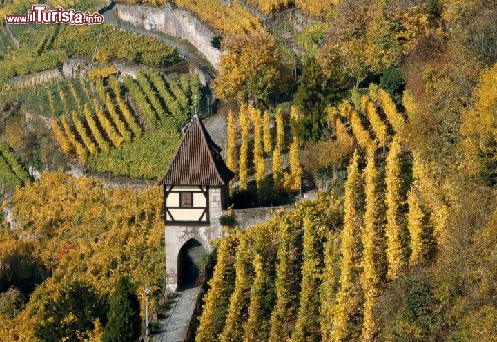 Immagine Vigneti e torre nei pressi di Esslingen in Germania - In autunno le vigne intorno a Stoccarda si colorano di giallo e rosso, regalando scorci mozzafiato che incorniciano le architetture medievali del Baden-Württemberg - © German National Tourist Board / Esslingen Stadtmarketing & Tourismus GmbH