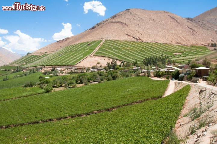 Immagine I vigneti lungo la ruta del pisco, Valle del Elqui, Cile - © ALCE - Fotolia.com