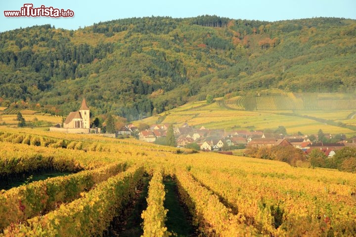 Immagine Vigneti nell'Alsazia, nei pressi di Hunawihr, in Francia - © LENS-68 / Shutterstock