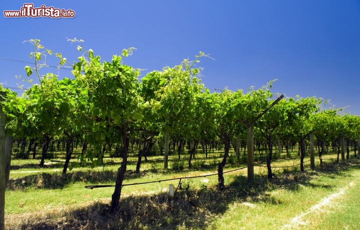 Immagine Vigneti nelle campagne di Perth, Australia. Quasi tutte le grandi vallate verdeggianti del paese sono caratterizzate da vigneti e piantagioni. 41655151