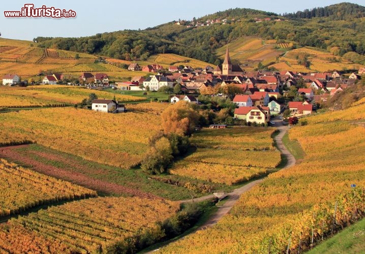 Immagine Villaggio e vigneti nella periferia di Riquewihr, Francia - Quando nei mesi autunnali il sole inonda villaggi e vigneti di una suggestiva luce ambrata e le viti luccicano con i loro acini dolci e ormai pronti per essere raccolti, Riquewihr e la sua perfieria sono ancora più belli da visitare. In questa immagine il foliage d'autunno dei vigneti lascia senza parole con le sue mille sfumature che vanno dal giallo al rosso più vivo © LENS-68 / Shutterstock.com