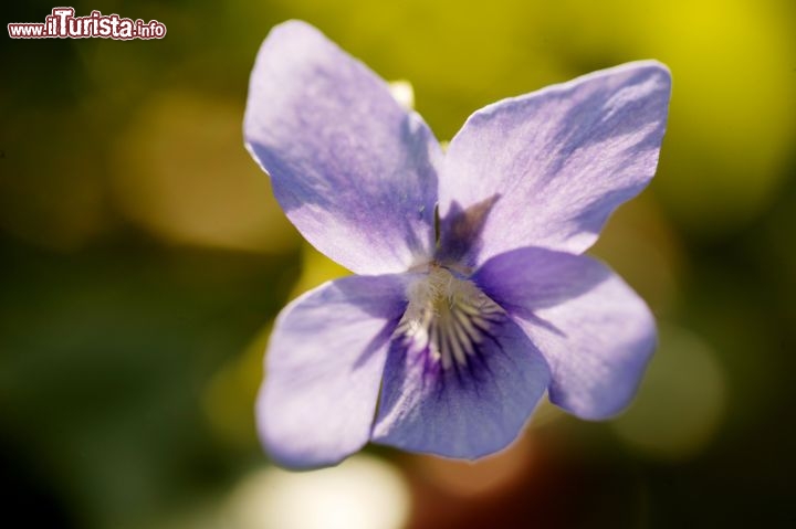 Immagine Violetta di Tolosa - © Ville de Toulouse - Patrice Nin