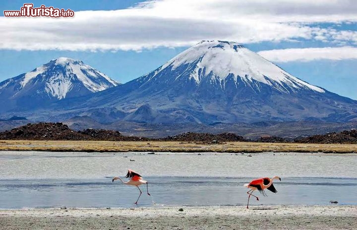 Immagine Vulcani delle Ande in Cile e, in primo pian,o due fenicotteri in un salar - Foto di Giulio Badini - I Viaggi di Maurizio Levi