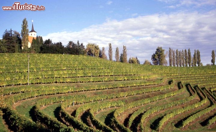 Immagine Vigneti Jeruzalem in Slovenia vicino alla città di Radenci - Foto di Giulio Badini