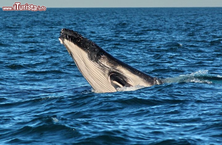 Immagine Whale watching Exmouth megattere Australia