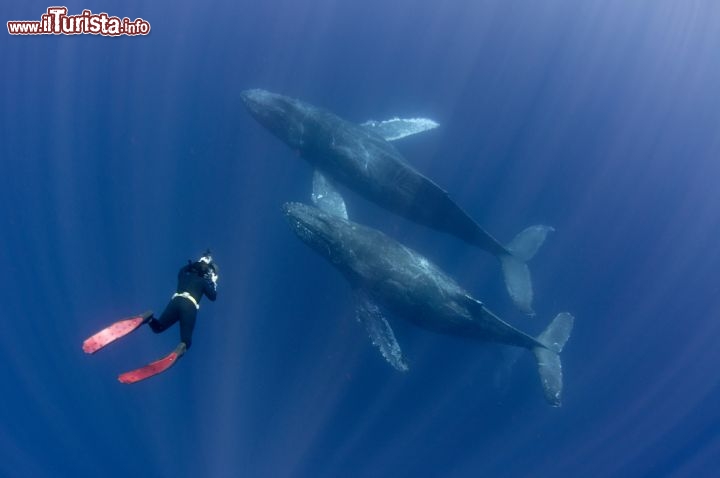 Immagine Whale watching Messico: subacqueo in immersione a fianco delle balene (megattere), nelle acque di Cabo San Lucas, nella Baja California - © Shane Gross / Shutterstock.com