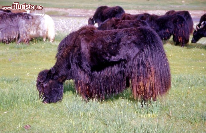 Immagine Yak in Mongolia al pascolo - Foto di Giulio Badini / I Viaggi di Maurizio Levi