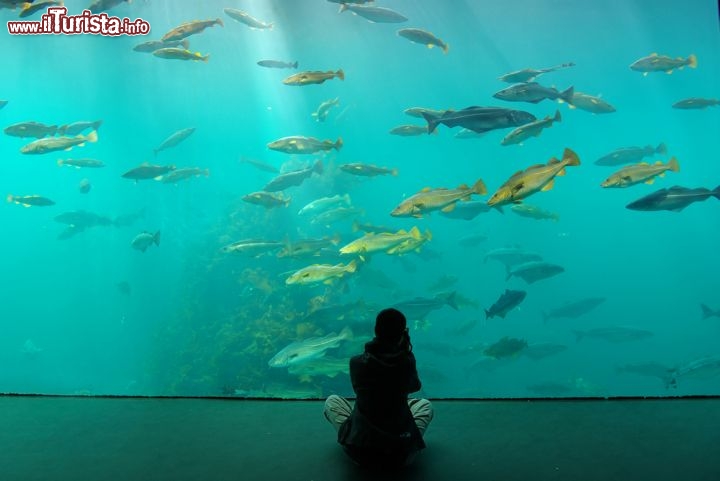 Immagine Alesund, Norvegia: l'Aquarium della città, con il suo Atlantic Sea-Park (Atlanterhavsparken), regala ai visitatori uno spaccato di vita sottomarina, riproducendo l'habitat di tutte le coste dell'Atlantico e in particolare quello delle coste norvegesi. Le vasche sono alte 4,5 m e larghe 18,6 m, e compongono il più grande acquario d'acqua salata del nord Europa. Oltre ad osservare pesci e altre creature marine si può partecipare alle innumerevoli attività organizzate dal personale del parco - © Igor Plotnikov / Shutterstock.com