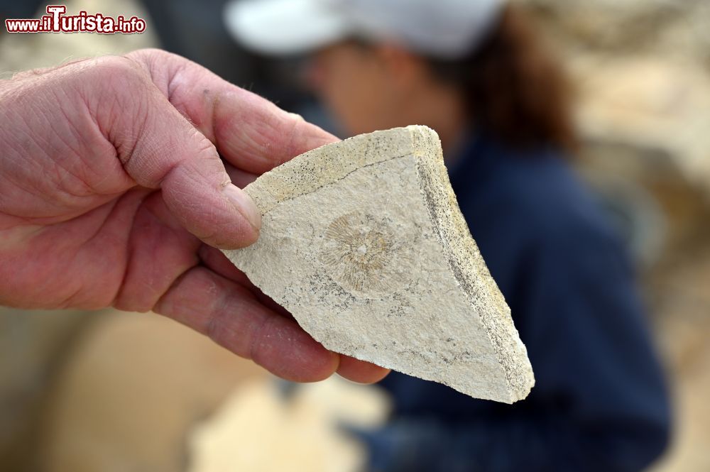 Immagine A caccia di fossili a Mülheim nel parco di Altmuhltal: il ritrovamento di una ammonite  - © foto: Sonja Vietto Ramus e Massimo Valentini