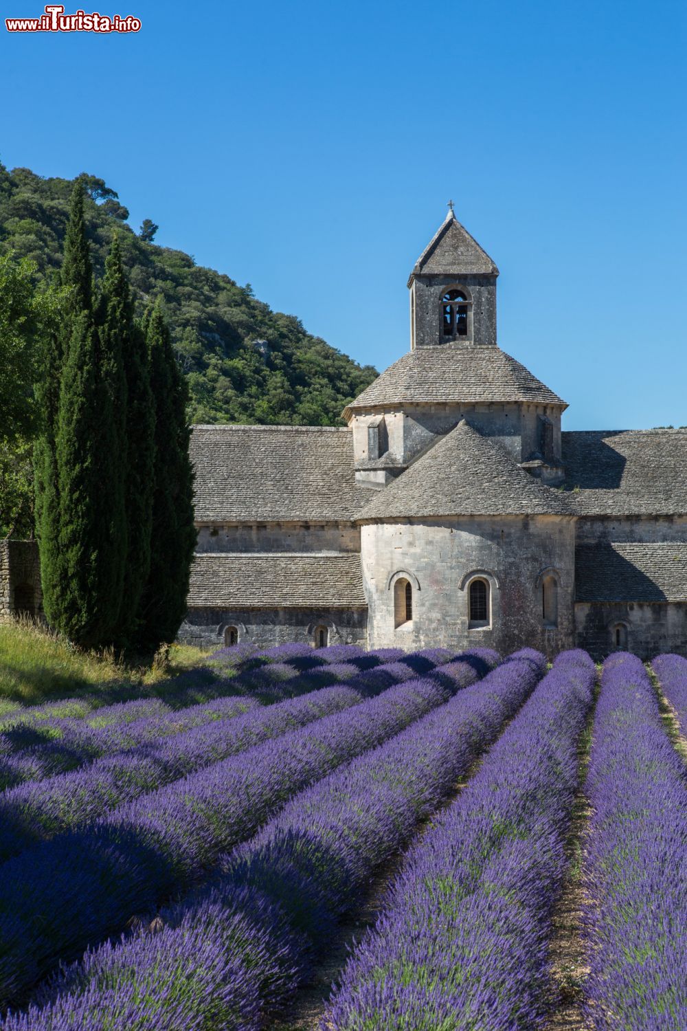 Immagine L'Abbazia di Senanque, nei pressi di Gordes (Provenza, Francia) in estate, durante la fioritura della lavanda - foto © OTLMV Giraud