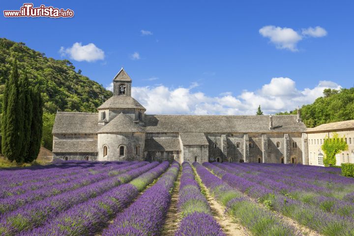 Immagine Abbazia di Sénanque e fiori di lavanda a Gordes, Francia - E' la protagonista di cartoline e di calendari di tutta la regione. Abitata ancora oggi da monaci e frati, l'abbazia cistercense a pochi chilometri da Gordes attira frotte di turisti, soprattutto nel mese di luglio quando i campi di lavanda davanti all'ingresso la rendono uno dei soggetti più fotografati di Francia. Fondata nel 1148 dai religiosi provenienti dall'abbazia di Mazan, 700 anni più tardi venne consacrata la chiesa a cui seguirono altre parti dell'edificio fra cui il chiostro, il dormitorio e la sala capitolare © prochasson frederic / Shutterstock.com