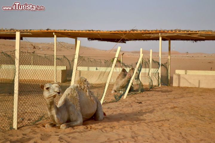 Immagine I cammelli nel deserto degli Emirati Arabi Uniti sono allevati da secoli. Durante una vacanza ad Abu Dhabi non può mancare un'escursione fuori città, tra la sabbia del deserto, dove entrare in contatto con questi animali e concedersi una passeggiata tra le dune.