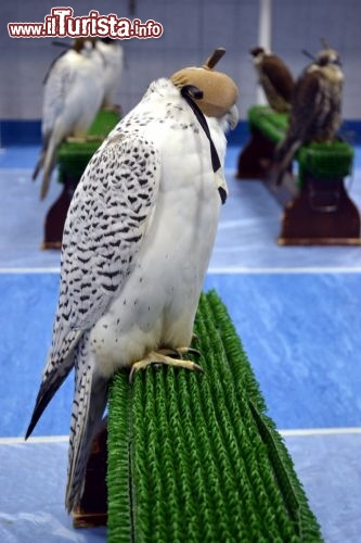 Immagine La tradizione della falconeria nei paesi arabi è qualcosa di molto antico; se per il mondo occidentale si tratta di semplice sport, negli Emirati Arabi Uniti assume significati più profondi. L'Abu Dhabi Falcon Hospital è attualmente la più importante clinica al mondo che si dedica alla cura di questi animali.