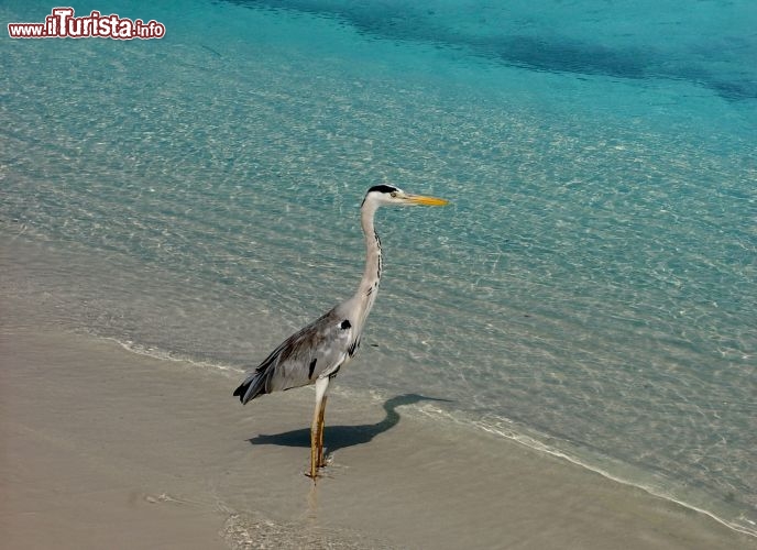 Immagine Un airone sulla spiaggia di Asdu, Atollo Malé Nord, Maldive.