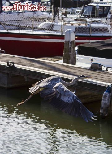 Immagine Specie animali a Volendam, Olanda - Un airone cinerino fotografato al porto cittadino dove si consiglia una passeggiata a chiunque desideri immergersi nella tipica atmosfera olandese respirando aria di mare © Michela Garosi / TheTraveLover.com