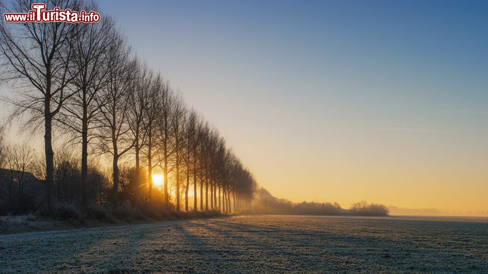 Immagine Alba fra gli alberi in una giornata invernale nei pressi di Urk, Flevoland, Paesi Bassi.