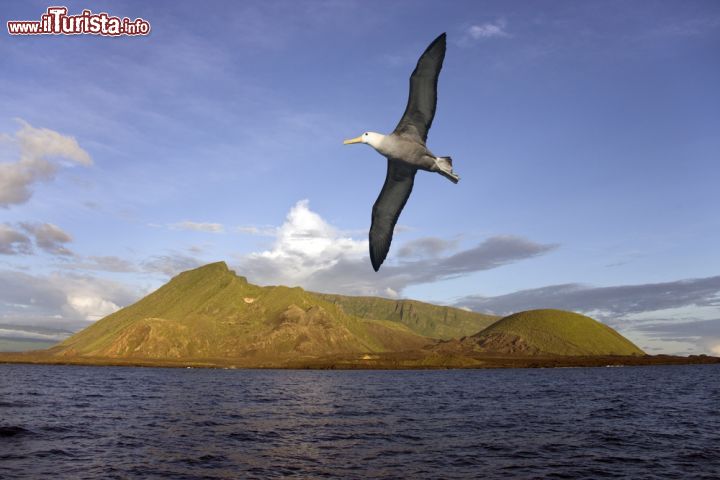 Immagine Un albatros in volo sull'Isola Isabela, la più grande dell'arcipelago delle Galapagos, in Ecuador. Il nome le è stato dato in onore di Isabella di Castiglia, la regina che diede il proprio appoggio a Cristoforo Colombo nei suoi viaggi alla scoperta di nuove terre. Penitenziario penale fino al 1959, l'isola divenne poi parte del Parco Nazionale delle Galapagos. Fra le specie animali che popolano questo habitat naturale ci sono pinguini, cormorani, pellicani, tartarughe, foche e iguane - © Steve Allen / Shutterstock.com