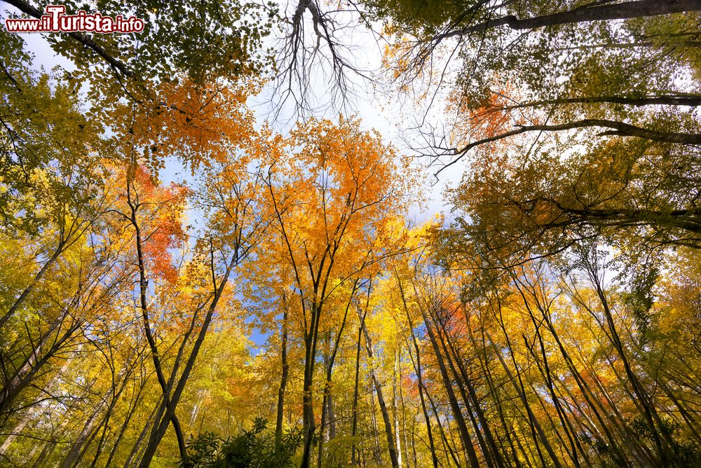 Immagine Alberi con foliage autunnale nella foresta del parco nazionale delle Great Smoky Mountains, USA.