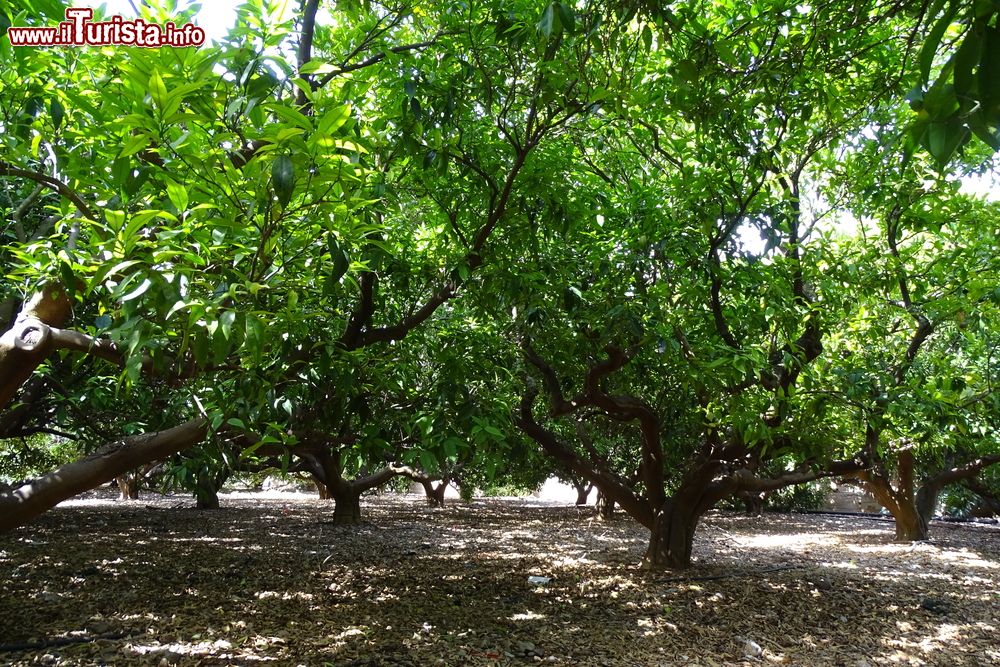 Immagine Alberi di arance in una piantagione di Vinaros, Spagna.