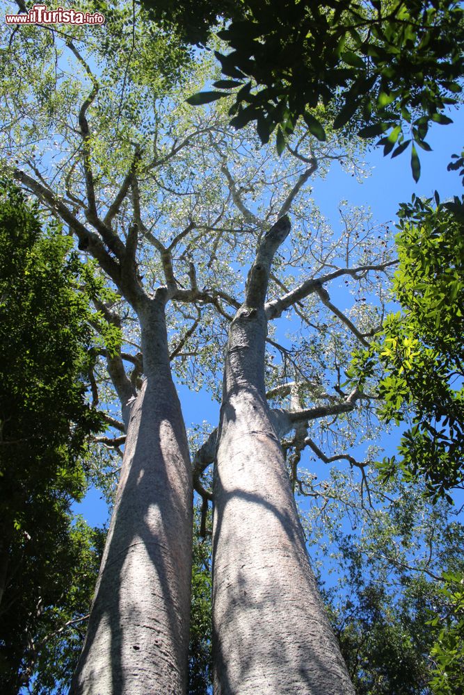 Immagine Alberi di baobab nell'area protetta di Zombitse-Vohibasia, Madagascar. La superficie complessiva si estende per circa 361 km quadrati.