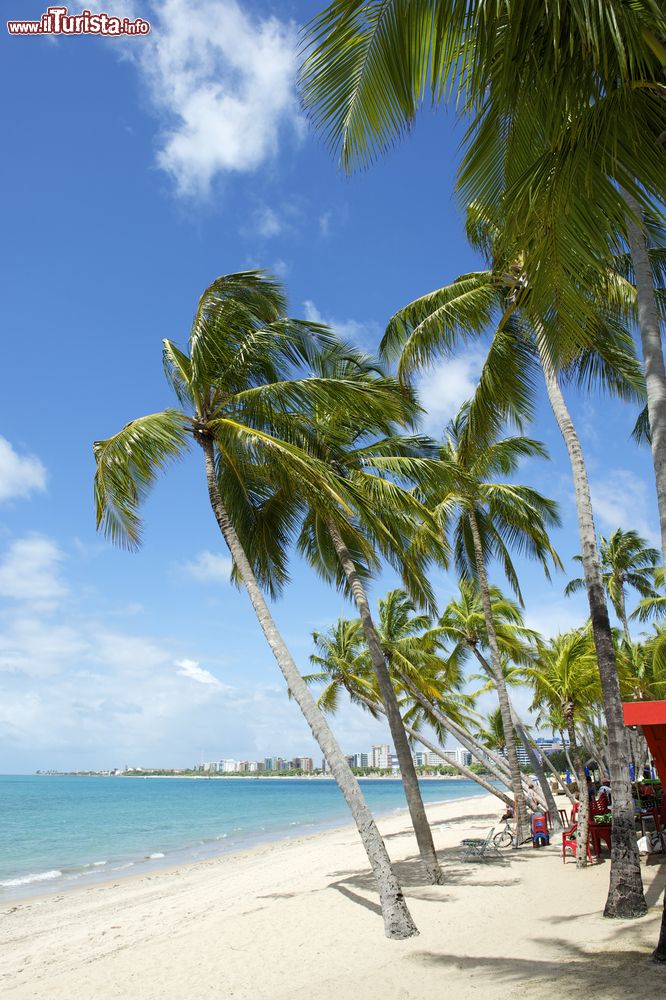 Immagine Alberi di palma sulla spiaggia di Pajucara a Maceio, stato di Alagoas, Brasile. La capitale di Alagoas si trova in una posizione privilegiata fra il lago Mandaù e l'Oceano Atlantico.