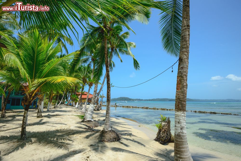 Immagine Alberi di palma sull'isola di Carenero a Bocas Del Toro, Panama.