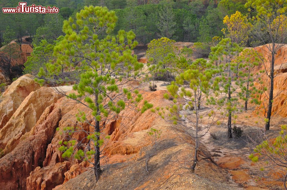 Immagine Alberi di pini e foresta a Ludo nei pressi di Loulé, Portogallo. Quest'area naturale è ricca di vegetazione rigogliosa e animali fra cui fenicotteri rosa e uccelli marini.