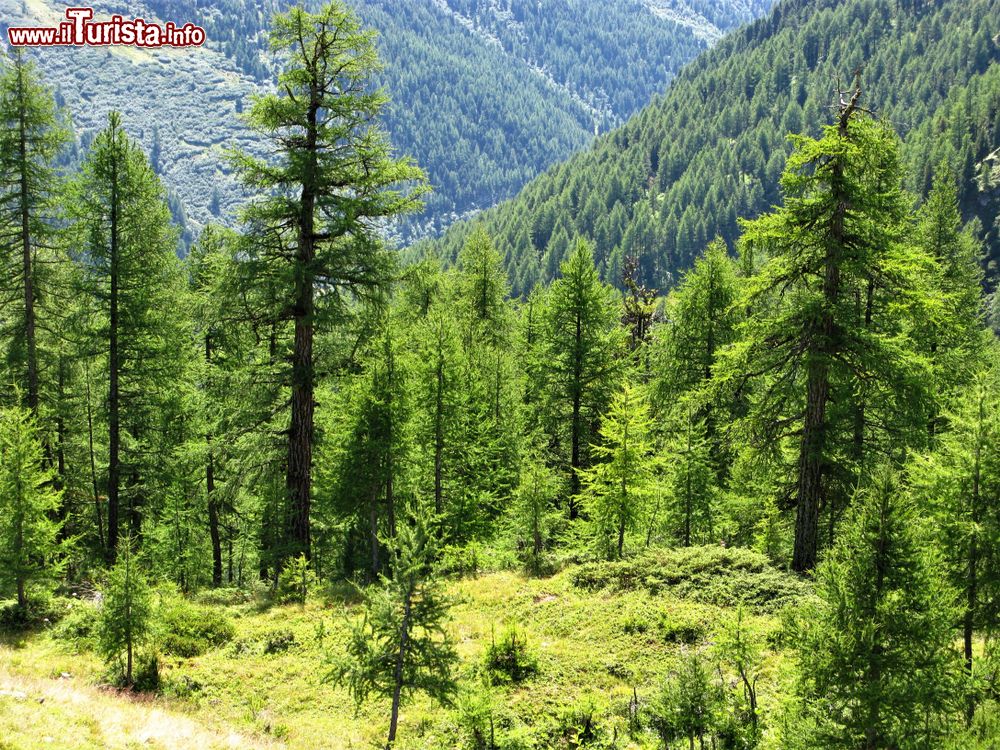 Immagine Alberi di pino in una valle alpina nei pressi di Arolla, Svizzera. Questa specie di sempreverde cresce in altezza cercando la luce del sole.