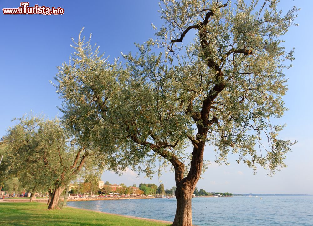 Immagine Alberi di ulivo nei pressi del lago di Garda a Bardolino, provincia di Verona, Veneto.